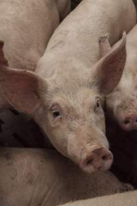 Grower pigs at Dead Horse Gully (DHG) Piggery NSW - Australian pig farming - Captured at Dead Horse Gully (DHG) Piggery, Young NSW Australia.