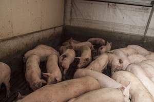 Cannibalised tails - Australian pig farming - Captured at Dead Horse Gully (DHG) Piggery, Young NSW Australia.