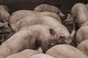 Cannibalised tails - Australian pig farming - Captured at Dead Horse Gully (DHG) Piggery, Young NSW Australia.