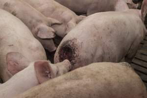 Cannibalised tails - Australian pig farming - Captured at Dead Horse Gully (DHG) Piggery, Young NSW Australia.