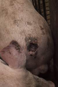 Cannibalised tails - Australian pig farming - Captured at Dead Horse Gully (DHG) Piggery, Young NSW Australia.