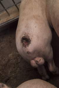 Cannibalised tails - Australian pig farming - Captured at Dead Horse Gully (DHG) Piggery, Young NSW Australia.