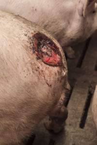 Cannibalised tails - Australian pig farming - Captured at Dead Horse Gully (DHG) Piggery, Young NSW Australia.