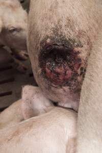 Cannibalised tails - Australian pig farming - Captured at Dead Horse Gully (DHG) Piggery, Young NSW Australia.