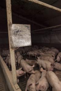 Cannibalised tails - Australian pig farming - Captured at Dead Horse Gully (DHG) Piggery, Young NSW Australia.