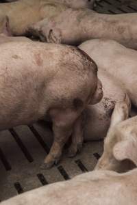 Cannibalised tails - Australian pig farming - Captured at Dead Horse Gully (DHG) Piggery, Young NSW Australia.