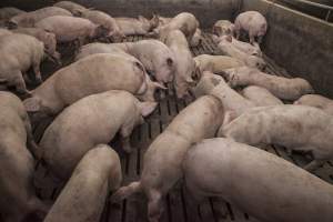 Cannibalised tails - Australian pig farming - Captured at Dead Horse Gully (DHG) Piggery, Young NSW Australia.