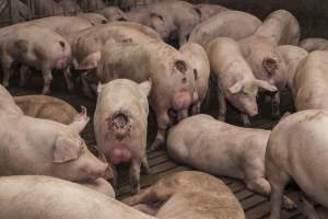 Cannibalised tails - Australian pig farming - Captured at Dead Horse Gully (DHG) Piggery, Young NSW Australia.