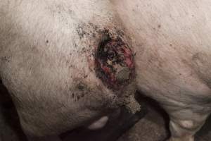 Cannibalised tails - Australian pig farming - Captured at Dead Horse Gully (DHG) Piggery, Young NSW Australia.