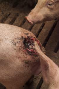 Cannibalised tails - Australian pig farming - Captured at Dead Horse Gully (DHG) Piggery, Young NSW Australia.