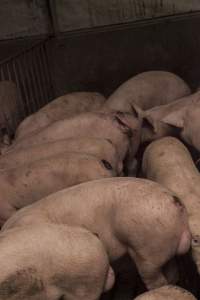 Cannibalised tails - Australian pig farming - Captured at Dead Horse Gully (DHG) Piggery, Young NSW Australia.