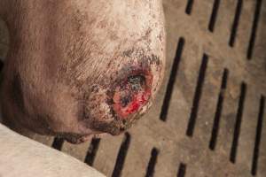 Cannibalised tails - Australian pig farming - Captured at Dead Horse Gully (DHG) Piggery, Young NSW Australia.