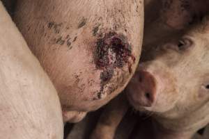 Cannibalised tails - Australian pig farming - Captured at Dead Horse Gully (DHG) Piggery, Young NSW Australia.