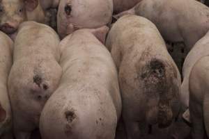 Cannibalised tails - Australian pig farming - Captured at Dead Horse Gully (DHG) Piggery, Young NSW Australia.