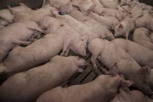 Grower pigs at Dead Horse Gully (DHG) Piggery NSW - Australian pig farming - Captured at Dead Horse Gully (DHG) Piggery, Young NSW Australia.