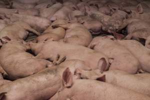 Grower pigs at Dead Horse Gully (DHG) Piggery NSW - Australian pig farming - Captured at Dead Horse Gully (DHG) Piggery, Young NSW Australia.