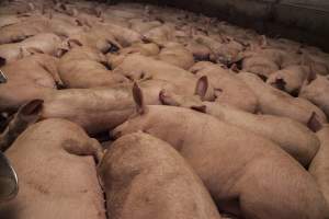 Grower pigs at Dead Horse Gully (DHG) Piggery NSW - Australian pig farming - Captured at Dead Horse Gully (DHG) Piggery, Young NSW Australia.