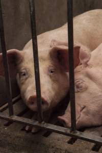 Grower pigs at Dead Horse Gully (DHG) Piggery NSW - Australian pig farming - Captured at Dead Horse Gully (DHG) Piggery, Young NSW Australia.