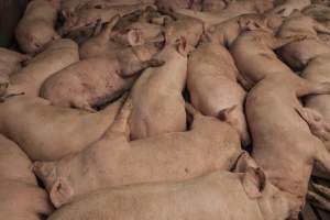 Grower pigs at Dead Horse Gully (DHG) Piggery NSW - Australian pig farming - Captured at Dead Horse Gully (DHG) Piggery, Young NSW Australia.