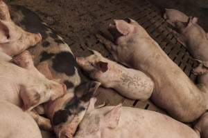 Grower pigs at Dead Horse Gully (DHG) Piggery NSW - Australian pig farming - Captured at Dead Horse Gully (DHG) Piggery, Young NSW Australia.