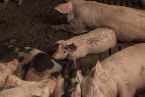 Grower pigs at Dead Horse Gully (DHG) Piggery NSW - Australian pig farming - Captured at Dead Horse Gully (DHG) Piggery, Young NSW Australia.