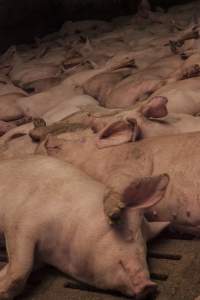 Grower pigs at Dead Horse Gully (DHG) Piggery NSW - Australian pig farming - Captured at Dead Horse Gully (DHG) Piggery, Young NSW Australia.