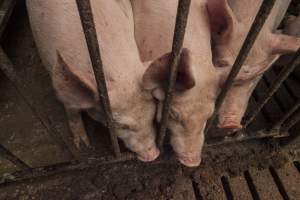 Grower pigs at Dead Horse Gully (DHG) Piggery NSW - Australian pig farming - Captured at Dead Horse Gully (DHG) Piggery, Young NSW Australia.