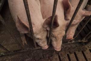 Grower pigs at Dead Horse Gully (DHG) Piggery NSW - Australian pig farming - Captured at Dead Horse Gully (DHG) Piggery, Young NSW Australia.