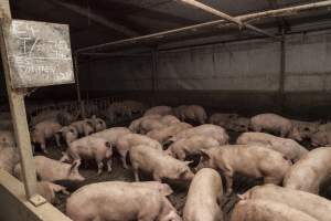 Grower pigs at Dead Horse Gully (DHG) Piggery NSW - Australian pig farming - Captured at Dead Horse Gully (DHG) Piggery, Young NSW Australia.