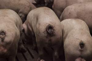 Cannibalised tails - Australian pig farming - Captured at Dead Horse Gully (DHG) Piggery, Young NSW Australia.