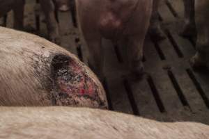 Cannibalised tails - Australian pig farming - Captured at Dead Horse Gully (DHG) Piggery, Young NSW Australia.