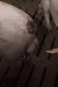 Cannibalised tails - Australian pig farming - Captured at Dead Horse Gully (DHG) Piggery, Young NSW Australia.