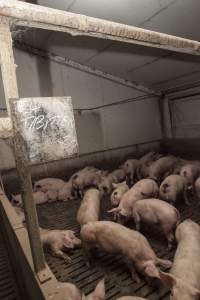 Cannibalised tails - Australian pig farming - Captured at Dead Horse Gully (DHG) Piggery, Young NSW Australia.