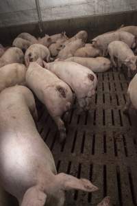 Cannibalised tails - Australian pig farming - Captured at Dead Horse Gully (DHG) Piggery, Young NSW Australia.