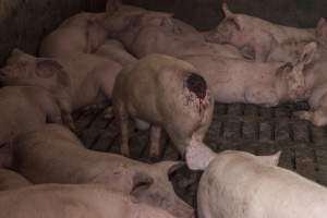 Cannibalised tails - Australian pig farming - Captured at Dead Horse Gully (DHG) Piggery, Young NSW Australia.