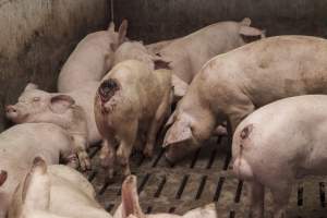 Cannibalised tails - Australian pig farming - Captured at Dead Horse Gully (DHG) Piggery, Young NSW Australia.