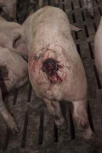 Cannibalised tails - Australian pig farming - Captured at Dead Horse Gully (DHG) Piggery, Young NSW Australia.