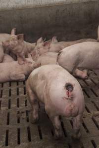 Cannibalised tails - Australian pig farming - Captured at Dead Horse Gully (DHG) Piggery, Young NSW Australia.