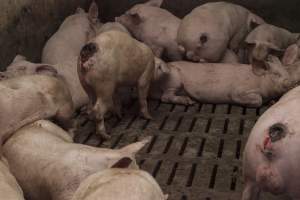 Cannibalised tails - Australian pig farming - Captured at Dead Horse Gully (DHG) Piggery, Young NSW Australia.