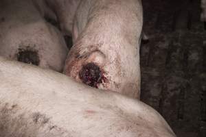 Cannibalised tails - Australian pig farming - Captured at Dead Horse Gully (DHG) Piggery, Young NSW Australia.