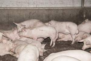 Grower pigs at Dead Horse Gully (DHG) Piggery NSW - Australian pig farming - Captured at Dead Horse Gully (DHG) Piggery, Young NSW Australia.