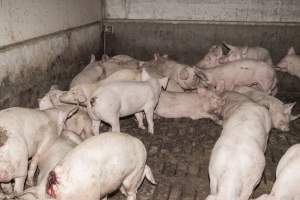 Cannibalised tails - Australian pig farming - Captured at Dead Horse Gully (DHG) Piggery, Young NSW Australia.