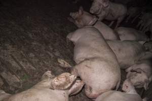 Grower pig with injured leg - Australian pig farming - Captured at Dead Horse Gully (DHG) Piggery, Young NSW Australia.