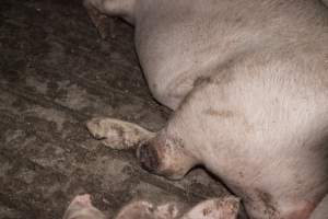 Grower pig with injured leg - Australian pig farming - Captured at Dead Horse Gully (DHG) Piggery, Young NSW Australia.