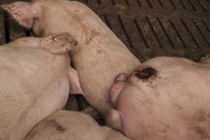 Cannibalised tails - Australian pig farming - Captured at Dead Horse Gully (DHG) Piggery, Young NSW Australia.