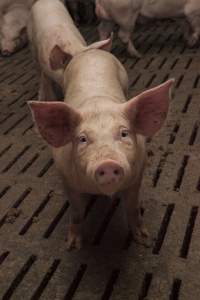 Grower pigs at Dead Horse Gully (DHG) Piggery NSW - Australian pig farming - Captured at Dead Horse Gully (DHG) Piggery, Young NSW Australia.