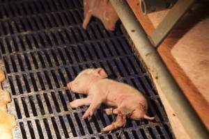 Piglet with injured leg - Australian pig farming - Captured at Golden Grove Piggery, Young NSW Australia.