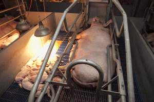 Farrowing crates at Golden Grove Piggery NSW - Australian pig farming - Captured at Golden Grove Piggery, Young NSW Australia.