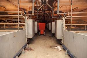 Farrowing crates at Golden Grove Piggery NSW - Australian pig farming - Captured at Golden Grove Piggery, Young NSW Australia.