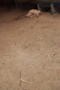 Piglet tails - Australian pig farming - Captured at Golden Grove Piggery, Young NSW Australia.